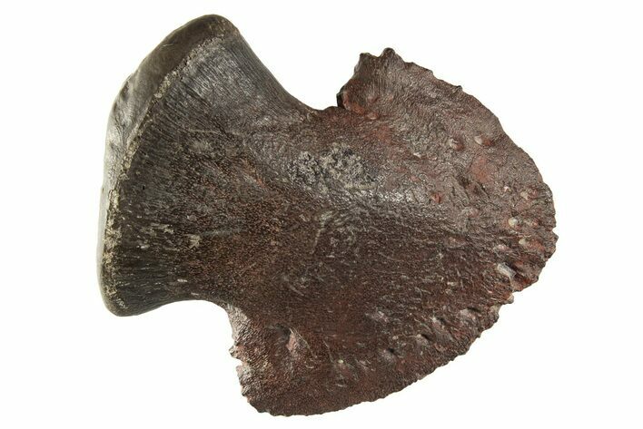 Fossil Hadrosaur (Maiasaura) Toe Ungual (Claw) - Montana #314565